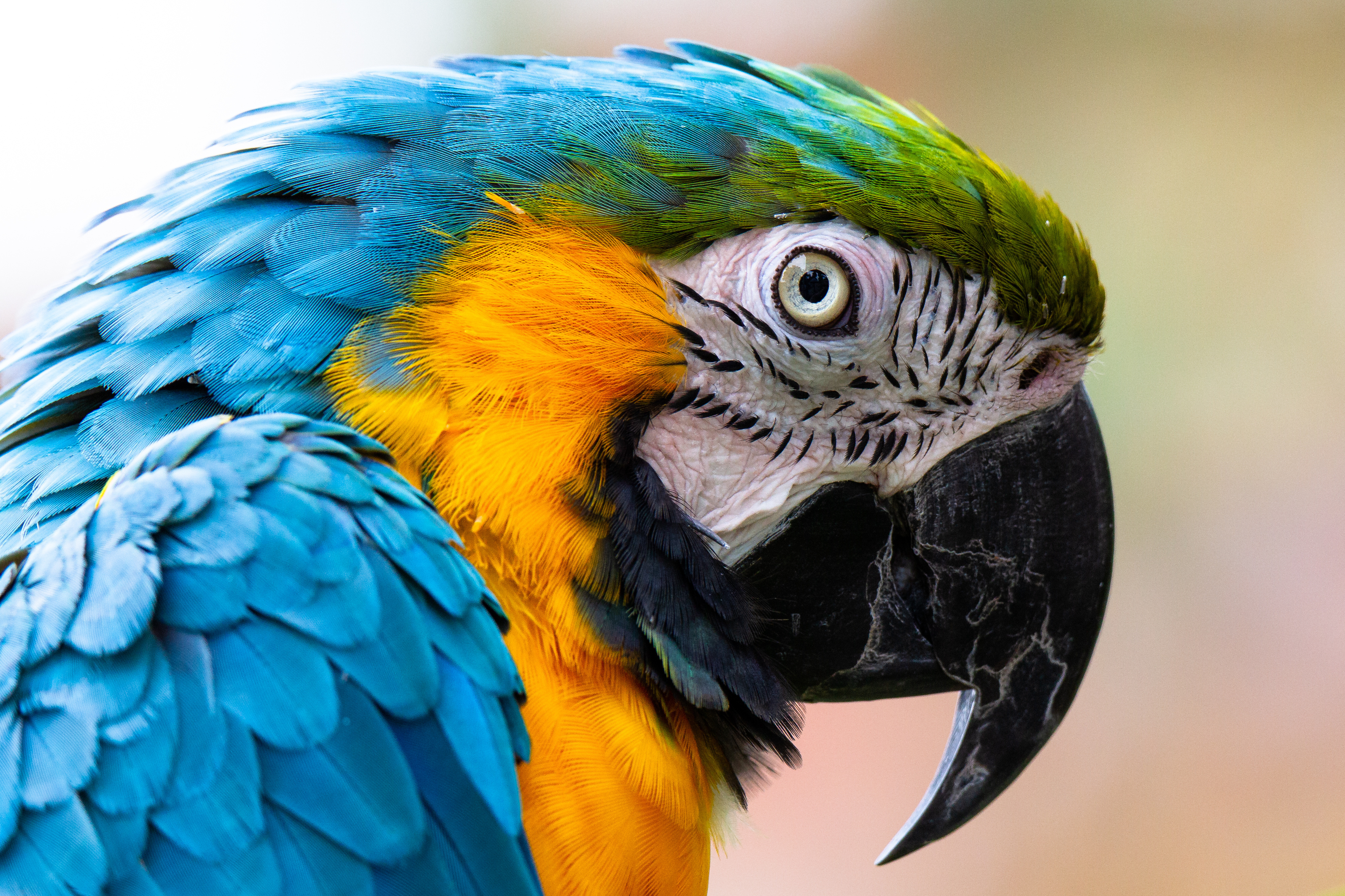 A close-up of a parrot / macaw. Credit: Martin, Adobe Stock 