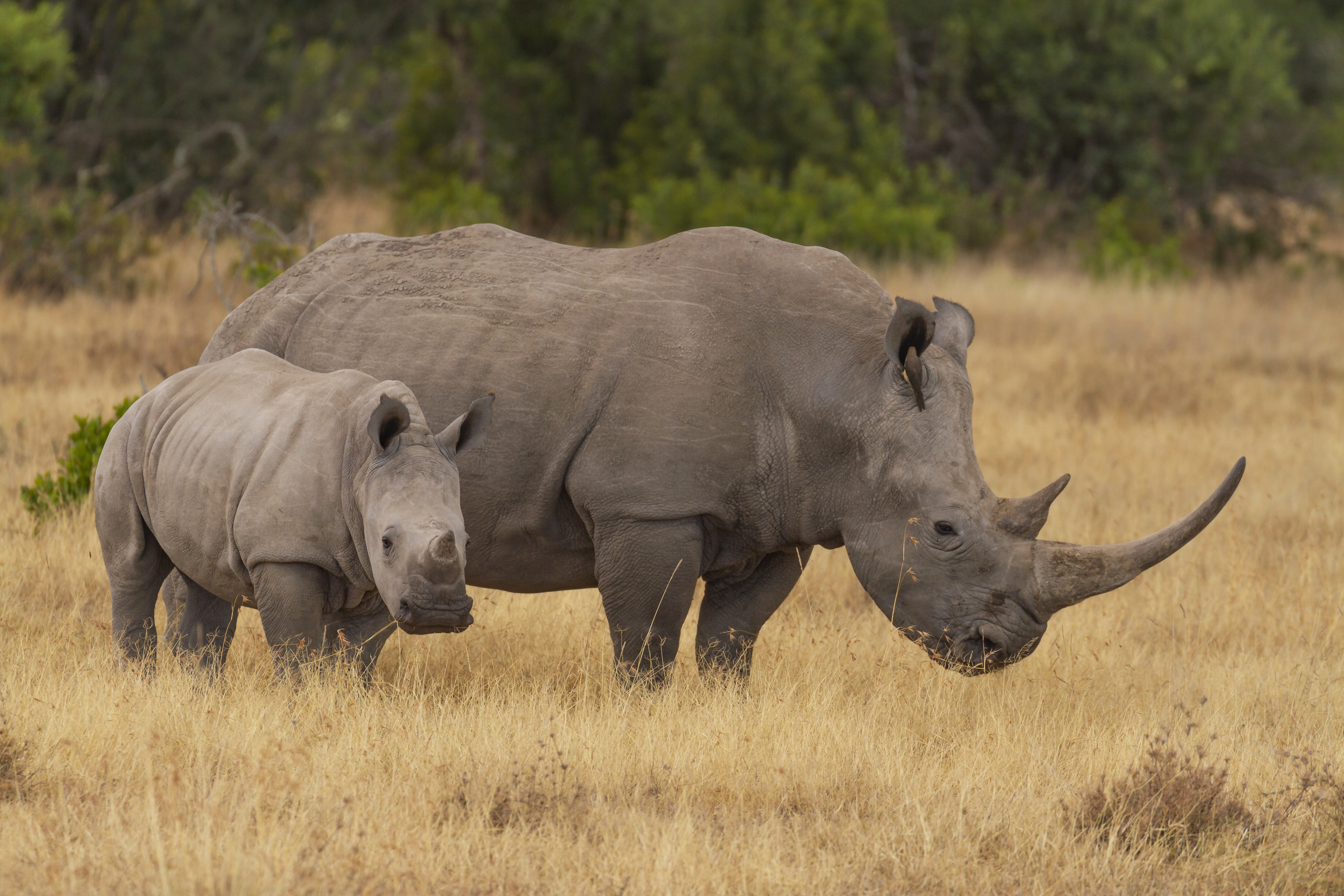 Southern white rhinoceros cow and calf. Credit: Nicola.K.photos, Adobe Stock